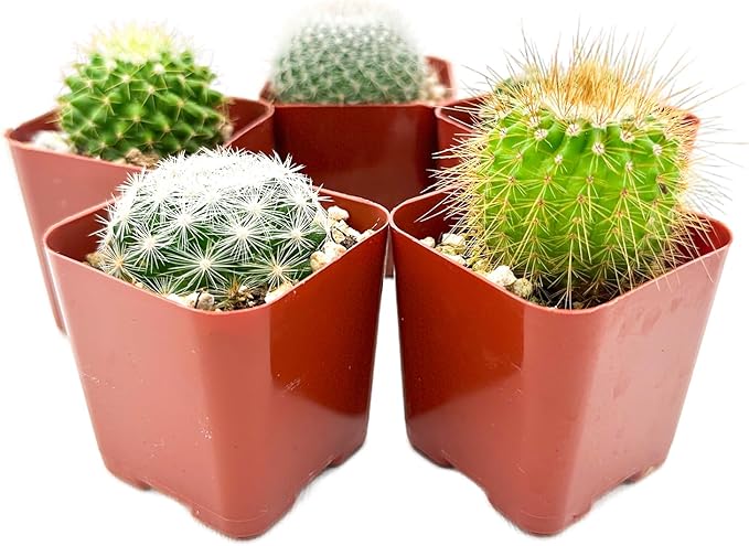 Sprout N Green Live Cactus Plants, 10 Pack Assorted Real Cacti Potted in 2" Starter Pot with Soil Mix, Rare Small Indoor House Plants for Home Garden Wedding Decor Party Favor