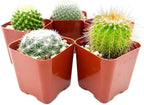 Sprout N Green Live Cactus Plants, 30 Pack Assorted Real Cacti Potted in 2" Starter Pot with Soil Mix, Rare Small Indoor House Plants for Home Garden Wedding Decor Party Favor
