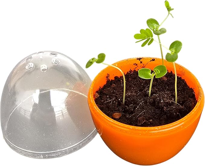 Toys By Nature Mini Terrarium Moving Plant Bundle, 100% USA Made Complete Starter Kit for Indoor Planting, Interactive Gardening Experience and Easy to Grow Seeds Just Add Water, 5-Pack