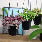 Altman Plants Hanging Succulents (3PK) in 3.5" Hanging Baskets for Plants, String of Pearls, Calico Kitten Crassus, Portulacaria Afra, Trailing Live Succulents Plants & House Plants in Succulent Soil
