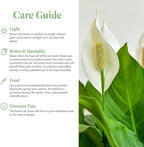 American Plant Exchange Peace Lily, Live Indoor Flowering Houseplant, Easy Care, Low Light, 6-Inch Pot W/Deco Cover, 15-24 Inches Tall, Home, Office & Patio Décor, Housewarming or Sympathy Gift