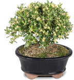 Brussel's Live Harland Boxwood Outdoor Bonsai Tree - 3 Years Old; 6" to 8" Tall with Decorative Container