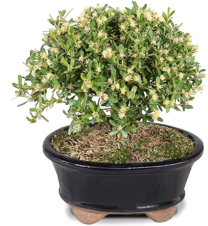Brussel's Live Harland Boxwood Outdoor Bonsai Tree - 3 Years Old; 6" to 8" Tall with Decorative Container