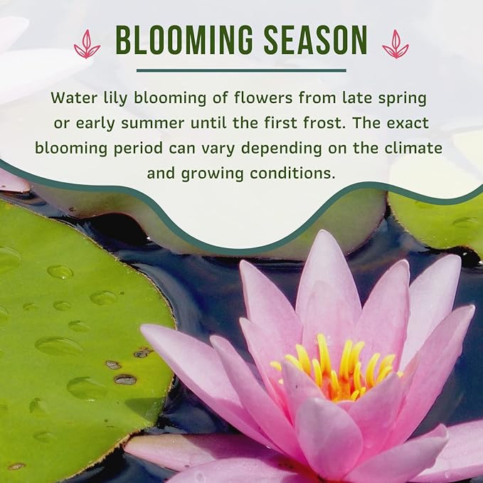 Mainam Mix Colorful Tropical Water Lily Tuber Live Aquarium Plant for Freshwater Fish Pond Balcony Buy 2 GET Fertilizer Free (Pink Nymphaea Ploi Dang)