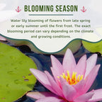 Mainam Mix Colorful Tropical Water Lily Tuber Live Aquarium Plant for Freshwater Fish Pond Balcony Buy 2 GET Fertilizer Free (Pink Nymphaea Ploi Dang)
