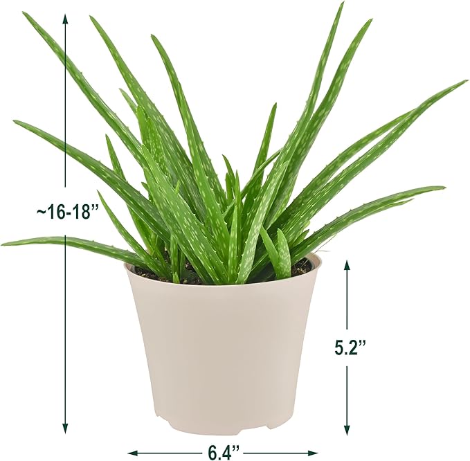 Arcadia Garden Products Live Aloe Vera Succulent Easy Indoor Houseplant in Plastic Pot, Air Purifying Ornamental Plant Gift for Home and Garden Décor, 6 Inch