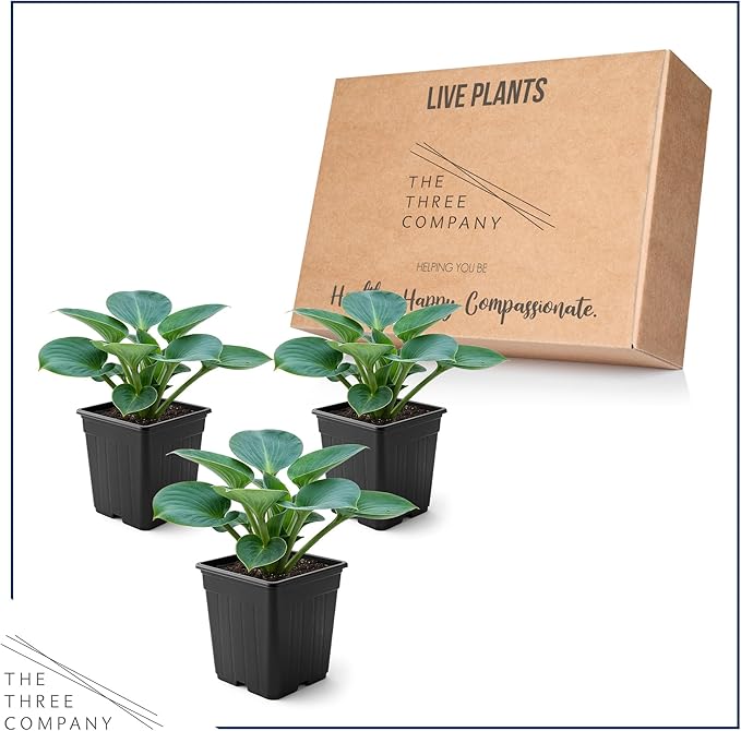 Live Perennial Hosta - Blue Mouse Ears (3 Plants Per Pack) Beautiful Accent Plant, 10" Tall by 4" Wide in 1 Qt Pot