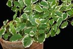 Variegated Ficus Tree - Live Starter Plant in a 2 Inch Pot - Ficus Pumila - Stunning Easy Care Interior Houseplant
