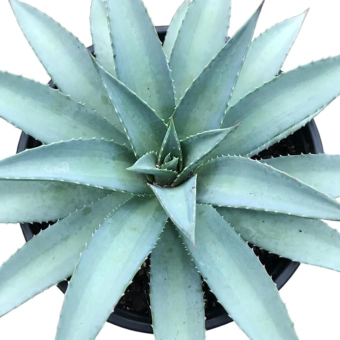 Mangave 'Frosted Elegance' (1.5" Plug) - Live Succulent Plant, Rare Variegated Agave Hybrid, Low Maintenance Indoor Outdoor Plant for Home Garden Decor, Beginner-Friendly Live Plants