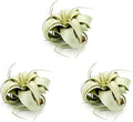 ragnaroc Air Plants - Tillandsia Xerographica, Small 2-3” - 3ct - Live Arrival Gauranteed - House Plants for Home Decor & Gift