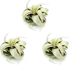 ragnaroc Air Plants - Tillandsia Xerographica, Small 2-3” - 3ct - Live Arrival Gauranteed - House Plants for Home Decor & Gift