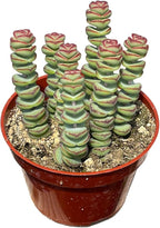 4" Crassula Baby Necklace Succulents Plants Live, Rare Succulent Plants Fully Rooted in Succulent Soil, Unique Live House Plant for Home Office Decor, by The Succulent Cult