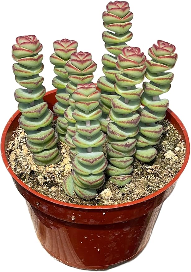4" Crassula Baby Necklace Succulents Plants Live, Rare Succulent Plants Fully Rooted in Succulent Soil, Unique Live House Plant for Home Office Decor, by The Succulent Cult