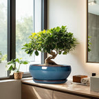 SQOWL Bonsai Tree Pots - 12 Inch Ceramic Succulent Pots, Large Shallow Planter with Drainage Hole and Saucer, Bowl Round Planters for Indoor Outdoor Plants, House Decor, House Warming Gifts, Blue