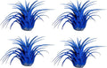 Air Plants - Tillandsia Ionantha - Organically Enhanced Color - Live Arrival Guaranteed - House Plants for Home Decor & Gift (2 Tone 4pk) (2 Tone 4pk Blue Lagoon)