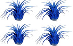 Air Plants - Tillandsia Ionantha - Organically Enhanced Color - Live Arrival Guaranteed - House Plants for Home Decor & Gift (2 Tone 4pk) (2 Tone 4pk Blue Lagoon)