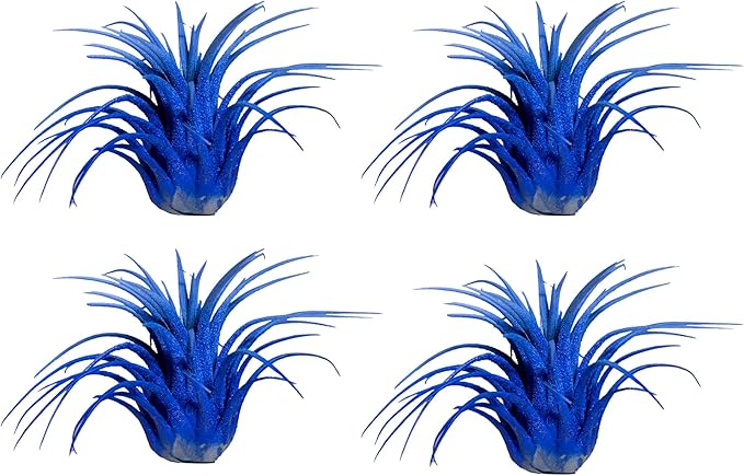 Air Plants - Tillandsia Ionantha - Organically Enhanced Color - Live Arrival Guaranteed - House Plants for Home Decor & Gift (2 Tone 4pk) (2 Tone 4pk Blue Lagoon)