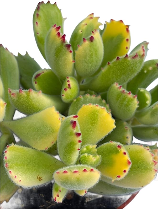 4" Variegated Bear's Paw Succulents Plants Live, Rare Succulent Plants Fully Rooted in Succulent Soil, Unique Live House Plant for Home Office Decor, by The Succulent Cult