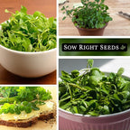 Sow Right Seeds - Watercress Seeds for Planting - Non-GMO Heirloom Packet with Instructions to Plant and Grow Home Garden - Fast-Growing Aquatic Vegetable with Edible Leaves - Fresh and Delicious