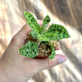 Macodes Petola Lightning Jewel Orchid Live Plant | Ludisia V. Nigrenscens Starter House Plants | Rare Houseplant Gifts | Blooming Flower (Heat Pack Included)