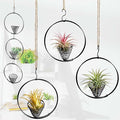 5.5" Air Plant Hangers for Ceiling & Windows, Airflow Hanging Air Plant Holder, Tillandsia Succulent Display Holders for Plant Wall - 3 pcs