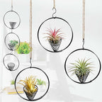 5.5" Air Plant Hangers for Ceiling & Windows, Airflow Hanging Air Plant Holder, Tillandsia Succulent Display Holders for Plant Wall - 3 pcs