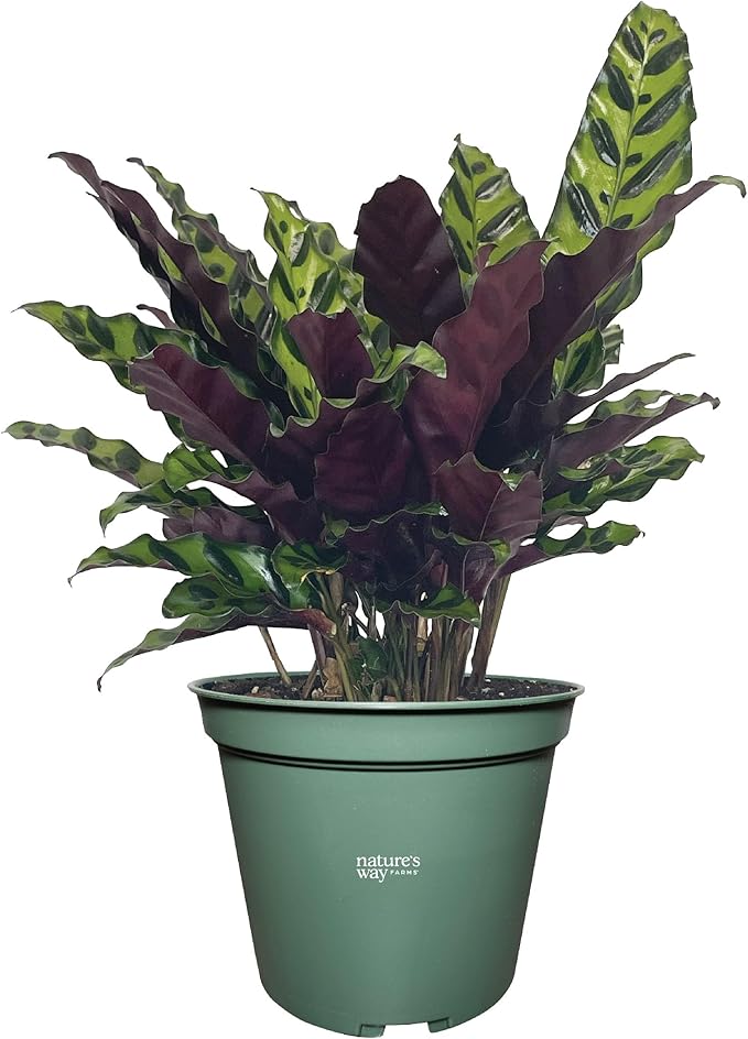 Nature's Way Farms Calathea Rattlesnake, Live Indoor Houseplant, Long Leaf Prayer Plant, Tropical Plant, Pet Safe (8-15 inches Tall) in Growers Pot