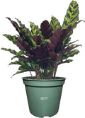 Nature's Way Farms Calathea Rattlesnake, Live Indoor Houseplant, Long Leaf Prayer Plant, Tropical Plant, Pet Safe (8-15 inches Tall) in Growers Pot