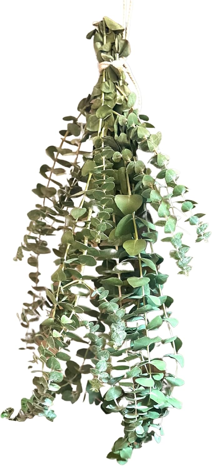 Eucalyptus for Shower Live Plant Real Bundle Fresh Stems Hanging Plants for Bathroom Leaves for Home Office Wedding Birthday Gift (Regular Bunch - 10 pcs)(Heat Pack Included)