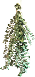Eucalyptus for Shower Live Plant Real Bundle Fresh Stems Hanging Plants for Bathroom Leaves for Home Office Wedding Birthday Gift (Regular Bunch - 10 pcs)(Heat Pack Included)
