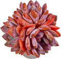 Succulent Plants Live Echeveria Orange Monroe,3-4 Head 3.5 inches Pink Mini Plants,Bare Root Without Pot Soil Live Plants,Wedding Garden Indoor House Baby Shower Decor Friend Plant Lover Gift