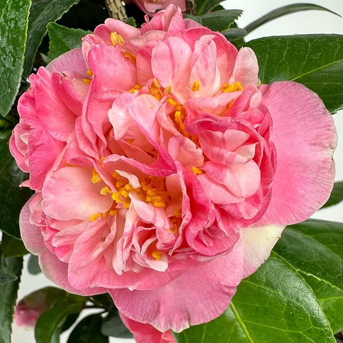 Blooming & Beautiful - Mrs. Lyman Clarke Camellia - 3 Gal - Evergreen Shrub - Large Pink Semi-Double Blooms - Golden Stamens - Zones 7-9 - Camellia Japonica ‘Mrs. Lyman Clarke’ - 3 Gallon Pot