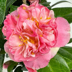 Blooming & Beautiful - Mrs. Lyman Clarke Camellia - 3 Gal - Evergreen Shrub - Large Pink Semi-Double Blooms - Golden Stamens - Zones 7-9 - Camellia Japonica ‘Mrs. Lyman Clarke’ - 3 Gallon Pot