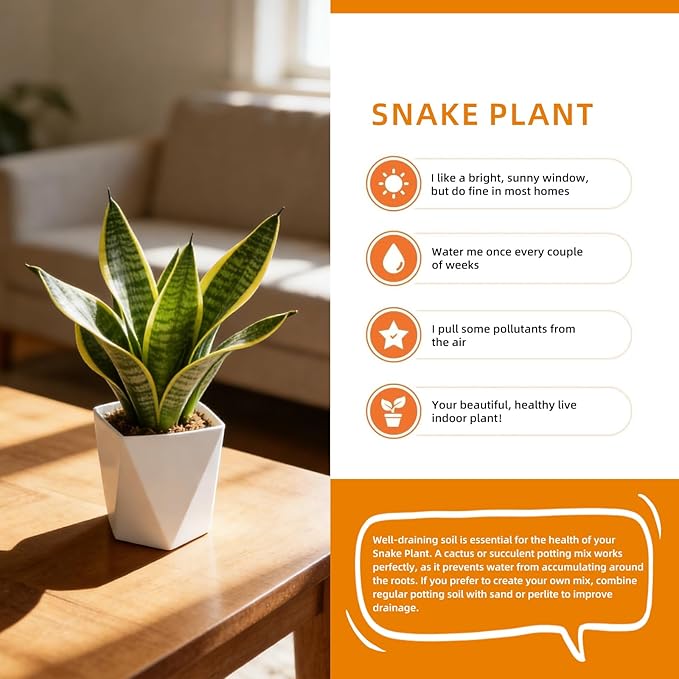 Live Snake Plant Indoor Houseplant, 8-10 Inch Sansevieria in Planter, Air Purifying Easy Care Succulent, Low Light Plant for Desk, Office, Bedroom & Tiny Spaces, Perfect Beginner Friendly Gift
