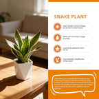 Live Snake Plant Indoor Houseplant, 8-10 Inch Sansevieria in Planter, Air Purifying Easy Care Succulent, Low Light Plant for Desk, Office, Bedroom & Tiny Spaces, Perfect Beginner Friendly Gift