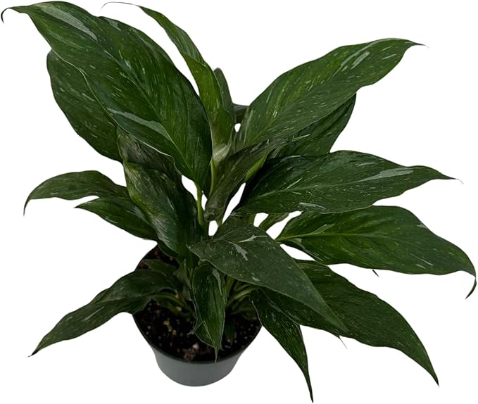 PLANTVERS Peace Lily in a 4” Grow Pot – Live Spathiphyllum – Flowering Air Purifying Plant – Easy Care & Low Maintenance Houseplant – Blooming Gift Plant (Variegated Peace Lily in a 4" Grow Pot)