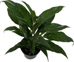PLANTVERS Peace Lily in a 4” Grow Pot – Live Spathiphyllum – Flowering Air Purifying Plant – Easy Care & Low Maintenance Houseplant – Blooming Gift Plant (Variegated Peace Lily in a 4" Grow Pot)