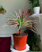 RedCrocus Dragon Tree Dracaena marginata Bush- Indoor & Outdoor Decor, Pet Safe, Easy Care, Elegant Evergreen with Sword-Shaped Leaves, Well-Draining Soil Friendly 10" Pot