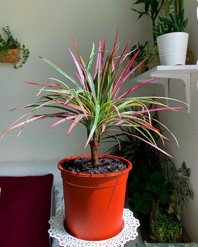 RedCrocus Dragon Tree Dracaena marginata Bush- Indoor & Outdoor Decor, Pet Safe, Easy Care, Elegant Evergreen with Sword-Shaped Leaves, Well-Draining Soil Friendly 10" Pot
