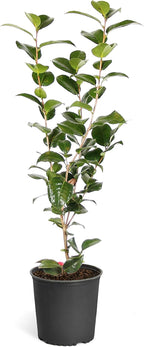 Brighter Blooms - Kramers Camellia Shrub, 1 Gallon - No Shipping to AK, AZ, HI, OR, TX