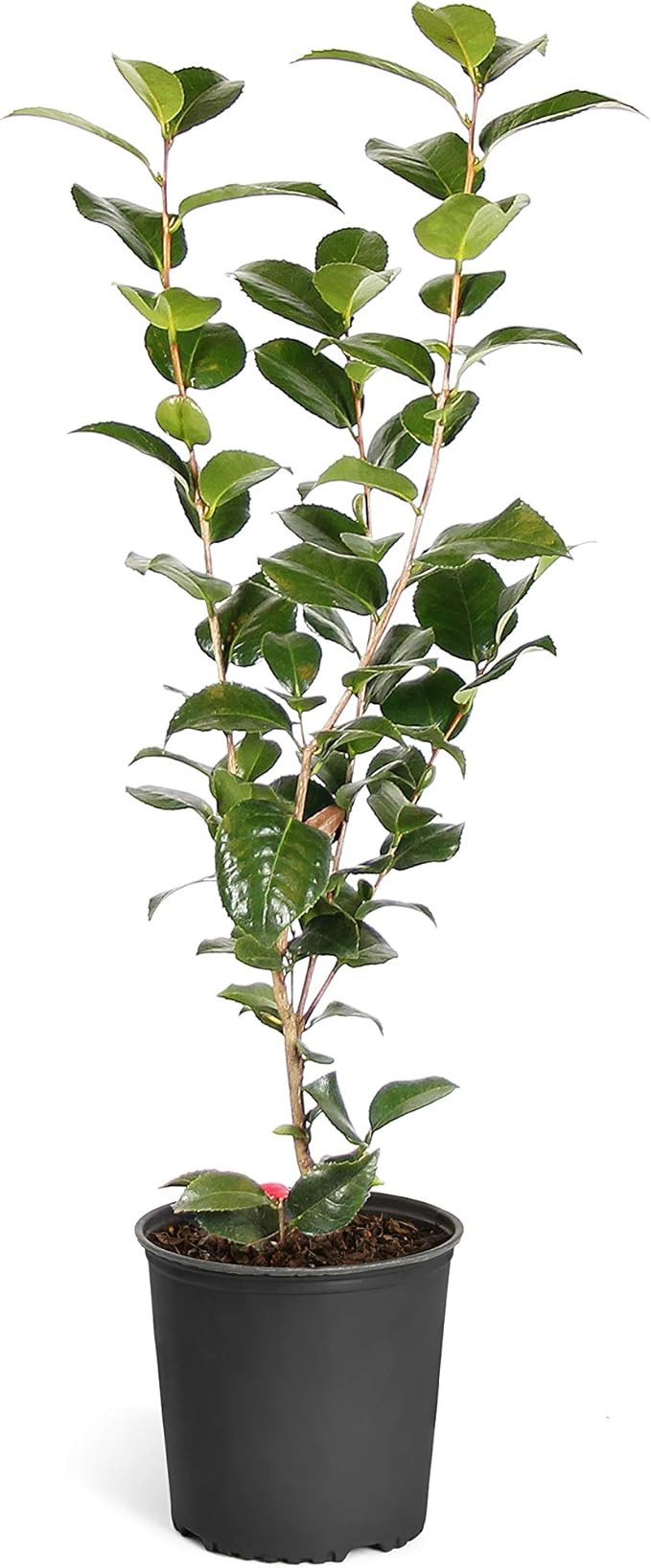 Brighter Blooms - Kramers Camellia Shrub, 1 Gallon - No Shipping to AK, AZ, HI, OR, TX