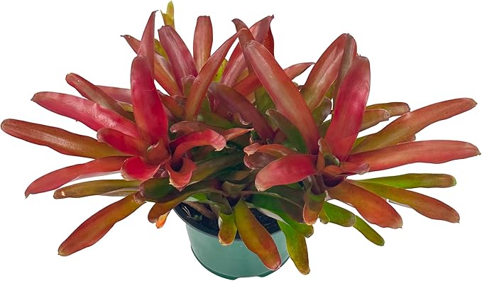 ragnaroc Live Plants - Bromeliad Neoregelia 'Super Fireball', 10-12" in 6" Pot - 1ct - Live Arrival Guaranteed - House Plants for Home Decor & Gift