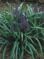 Perennial Farm Marketplace Liriope muscari ‘Royal Purple’ (Lilyturf) Live Plant, Size-4" Pot, Deep Purple Late Summer Flowers