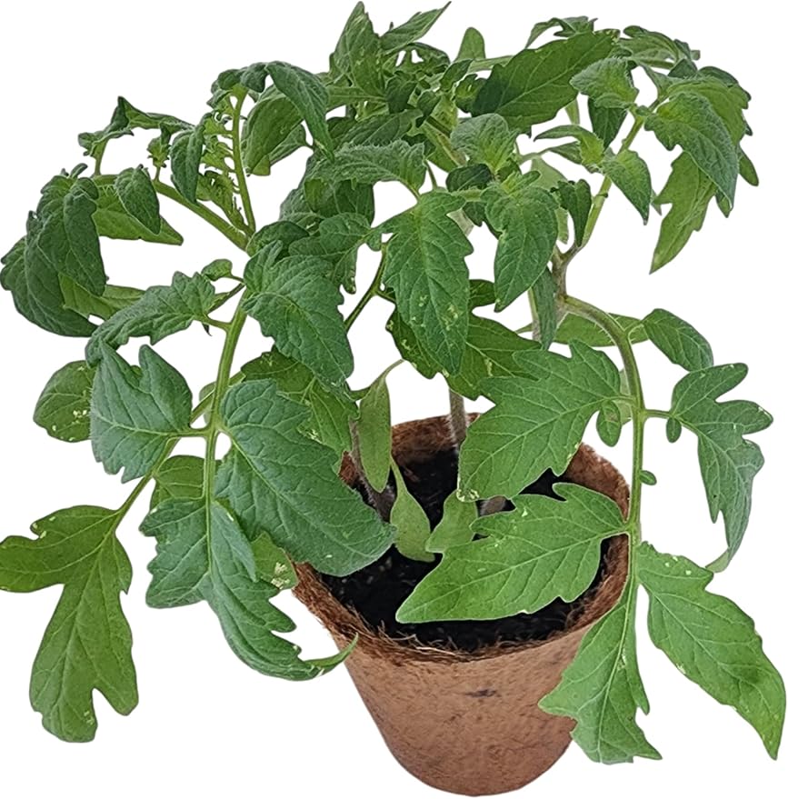 Unique Gardener Plant-It Starters Plant Seeds 4-Pack, DIY Indoor Succulents and Live Plants for Home or Garden Planting, Grape Tomato