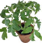 Unique Gardener Plant-It Starters Plant Seeds 4-Pack, DIY Indoor Succulents and Live Plants for Home or Garden Planting, Grape Tomato