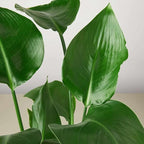 White Bird of Paradise Strelitzia Nicolai Live Plant for Indoor | Different Houseplants in 4'' & 6'' Pot | Real House Plant for Living Room, Office & Desk | Strelitzia Nicolai