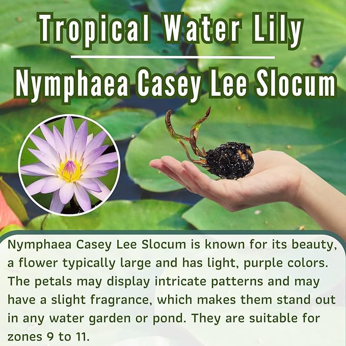 Mainam Mix Colorful Tropical Water Lily Tuber Live Aquarium Plant for Freshwater Fish Pond Balcony Buy 2 GET Fertilizer Free (Purple Nymphaea Casey Lee Slocum)