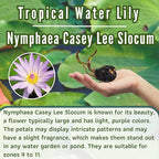 Mainam Mix Colorful Tropical Water Lily Tuber Live Aquarium Plant for Freshwater Fish Pond Balcony Buy 2 GET Fertilizer Free (Purple Nymphaea Casey Lee Slocum)