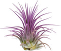Ionantha Guatemala Tillandsia Air Plant, Guatemala Tillandsia Live Airplant, Healthy Arrival Guaranteed, Great Indoor Plant, Home Decor & Gift (Lavender)