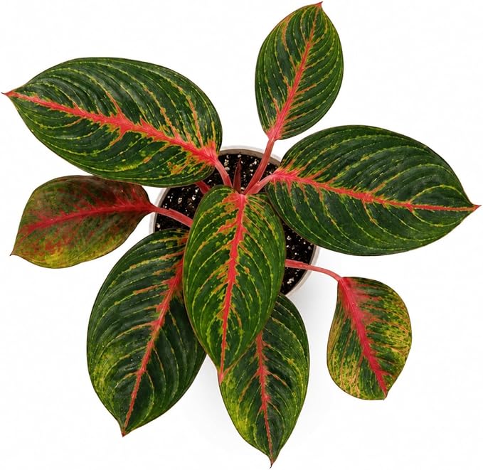 Agloanema Garnet House Plant, Chinese Evergreen Live Plant for Indoor Spaces, Colorful Aglaonema Live Plant, Feng Shui Plants Live Houseplants for Good Luck